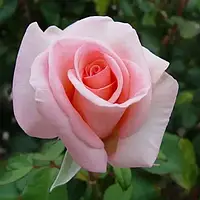 Роза Чайно-Гибридная Соло Пинк (Solo Pink) 80-130 см