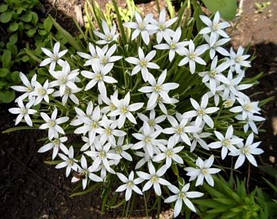 Рястка парасолькова (Ornithogalum / Птицемлечник), горщик Р9