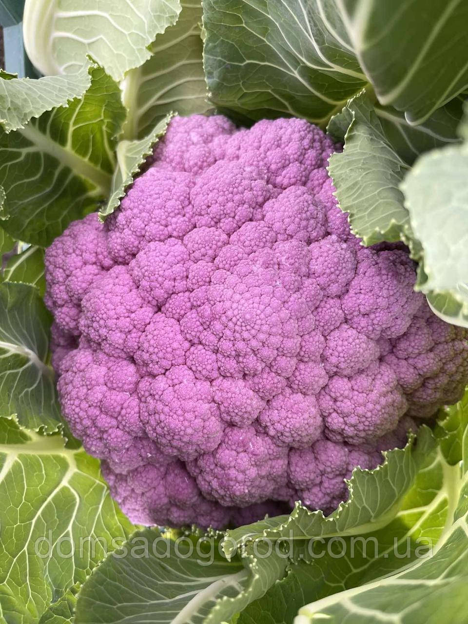 Капуста цвітна Депурпл F1 Syngenta 1000 шт