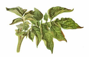 Фунгіциди (від хвороб)