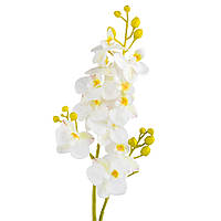 Орхидея "Фаленопсис", белая, 70 см
