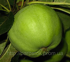 Яблуня Ренет Кубанський. (М26). Зимовий сорт.