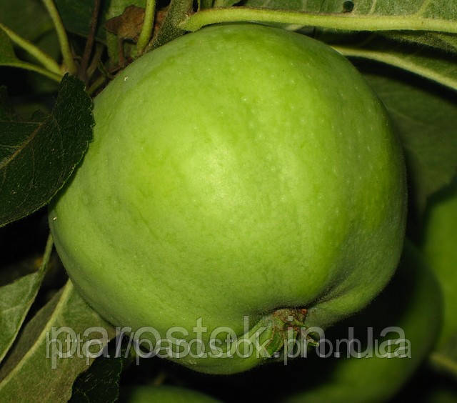 Яблуня Ренет Кубанський. (М26). Зимовий сорт. (вввкр), фото 1