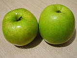 Яблуня Ренет Симиренко. (54-118). Зимовий сорт, фото 2