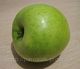 Яблуня Ренет Симиренко. (54-118). Зимовий сорт, фото 4