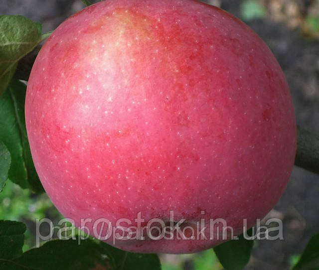 Саджанці яблуні Флоріна. (54-118). (в). Зимовий сорт.