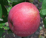 Саджанці яблуні Флоріна. (54-118). (в). Зимовий сорт., фото 4