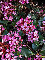 Рафіолепис "Pink Cloud". Rhaphiolepis indica "Pink Cloud".