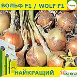 Озима цибуля ВОЛЬФ F1 / WOLF F1, ТМ Hazera seeds, 250 000 насінин, фото 2