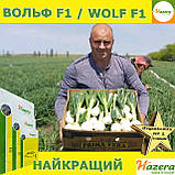 Озима цибуля ВОЛЬФ F1 / WOLF F1, ТМ Hazera seeds, 250 000 насінин, фото 3