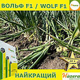 Озима цибуля ВОЛЬФ F1 / WOLF F1, ТМ Hazera seeds, 250 000 насінин, фото 4