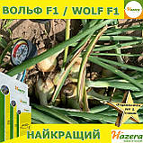 Озима цибуля ВОЛЬФ F1 / WOLF F1, ТМ Hazera seeds, 250 000 насінин, фото 5