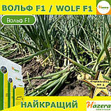 Озима цибуля ВОЛЬФ F1 / WOLF F1, ТМ Hazera seeds, 250 000 насінин, фото 6