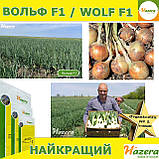 Озима цибуля ВОЛЬФ F1 / WOLF F1, ТМ Hazera seeds, 250 000 насінин, фото 7