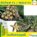 Озима цибуля ВОЛЬФ F1 / WOLF F1, ТМ Hazera seeds, 250 000 насінин, фото 8