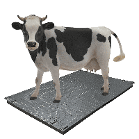 Весы для крупного рогатого скота без решетки (1500х2000) - 3