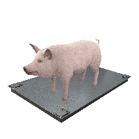 Весы для свиней без решетки (1000х1500) 0,5