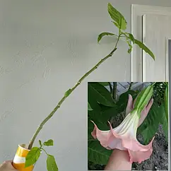 Бругмансія рожева ароматна (Brugmansia suaveolens)