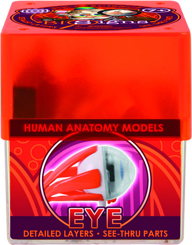 Біологічні моделі "Око" COG (E2370EE), фото 1