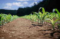 Коли та як садити кукурудзу у відкритий грунт?