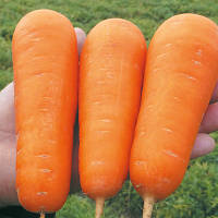 Семена моркови Боливар F1 (Clause) 100 000 семян среднепоздний гибрид (110-115 дней), тип Шантане