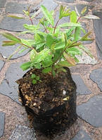 Жимолость їстівна Блакитне веретено. У контейнерах Д12.