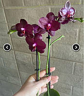 Орхидея Phal 9666 Sogo Relex ароматний восковик 1.7 (мох), подросток