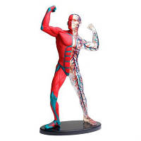 Набор для экспериментов EDU-Toys Модель мышц и скелета человека сборная, 19 см (SK056) h