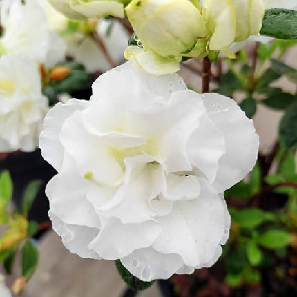 Азалія Пур Уайт / С3 / Rhododendron Pure White, фото 2