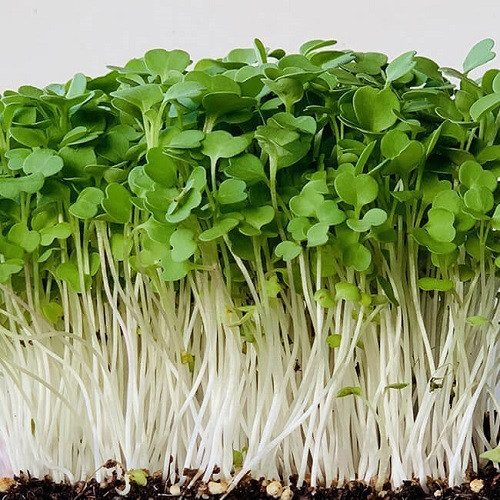 Насіння Мікрогрина Рукола мікс 10г Professional TM GL Seeds