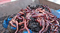 Калифорнийские черви для биогумуса компоста рыбалки, черви старатели для переработки органических отходов