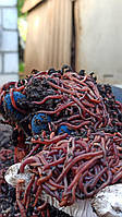Семья калифорнийских червей для переработки органических отходов биогумуса компоста рыбалки старатель