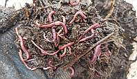 Маточник калифорнийского червя 500 шт для разведения, семья червь старатель для рыбалки компоста удобрения