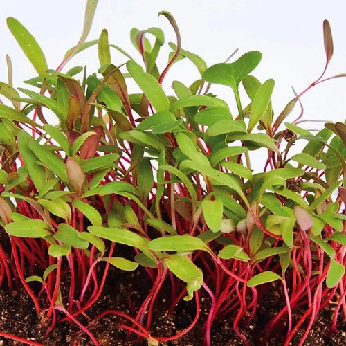 Насіння Мікрогрина Мангольд мікс 10г Professional TM GL Seeds