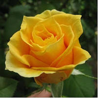 Троянда чайно-гібридна Папілон (Papillon)