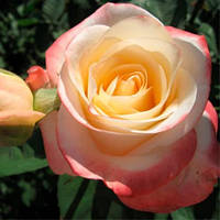 Троянда чайно-гібридна Белла Перла (Belle Perle)