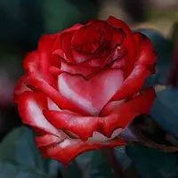 Троянда чайно-гібридна Блаш (Blush)