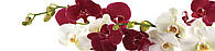 Наклейки кухонный фартук Zatarga Орхидеи бордовые и белые макро 600х2500 мм (Z180269) TP, код: 1927033