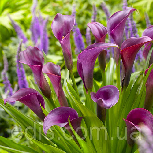 Калла Purple Sensation (Пурпл сенсейшн) 1 бульба 18/20