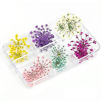 Набор сухоцветов (6 разных цветов в упаковке) для декора ногтей, в пластиковом контейнере - 408 В