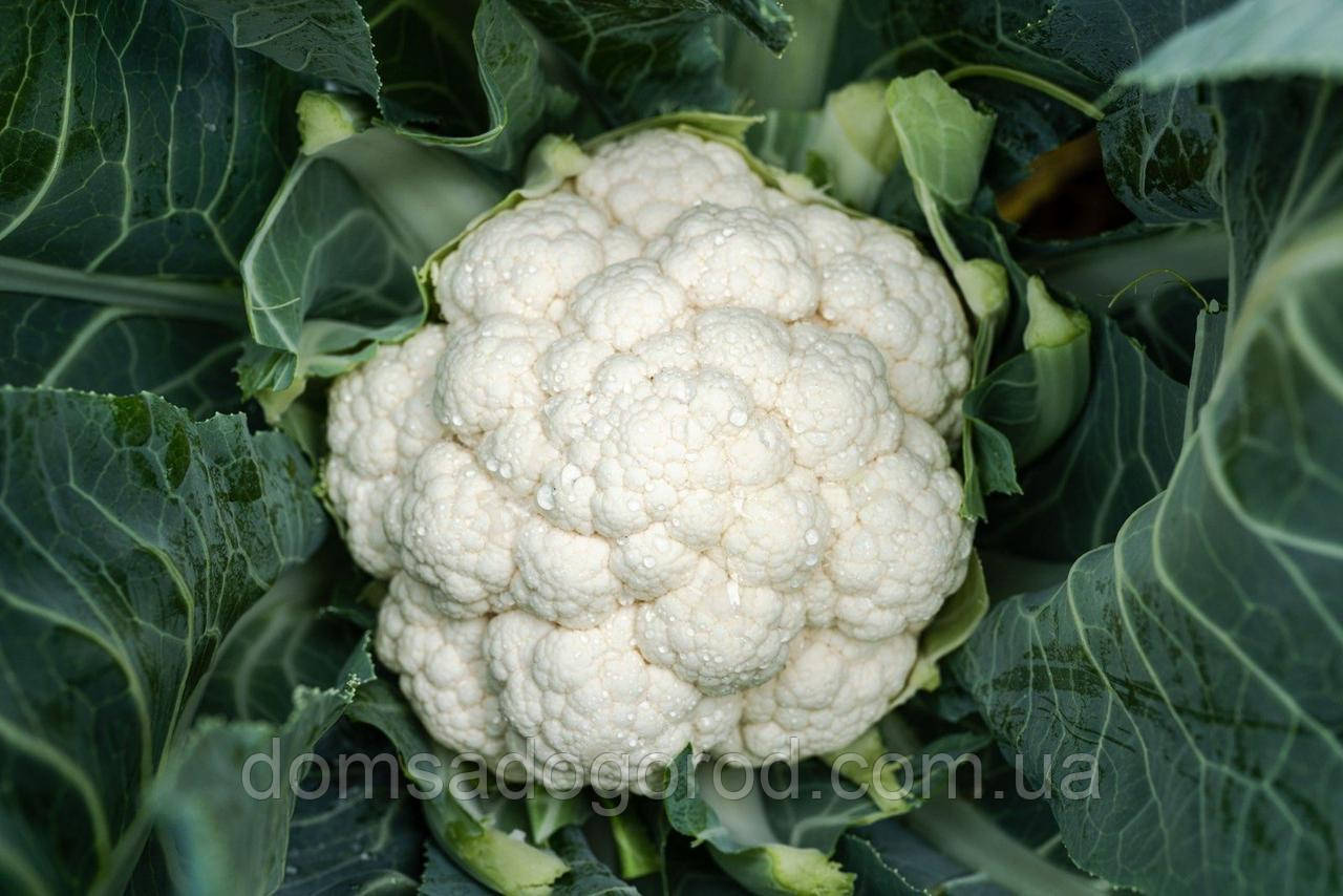 Капуста цвітна Електра F1 Syngenta 1000 шт