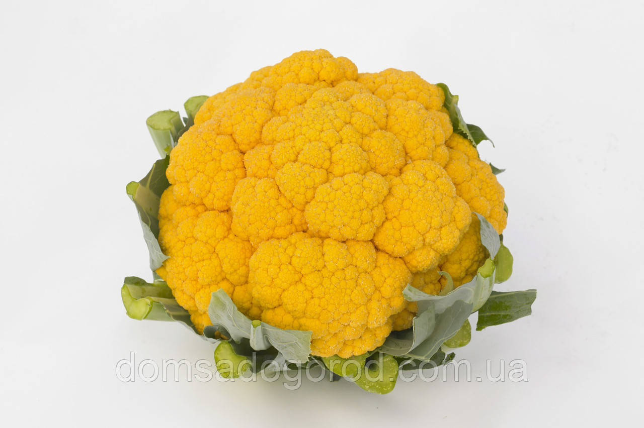 Капуста цвітна Клементин F1 Syngenta 1000 шт