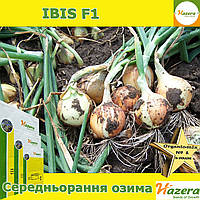 Лук озимый, среднеранний ІБІС F1 / IBIS F1, ТМ Hazera, 250 000 семян