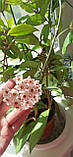 Хойя карноза, фото 6