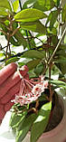 Хойя карноза, фото 7