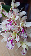 Орхідея Sedirea japonica Підліток