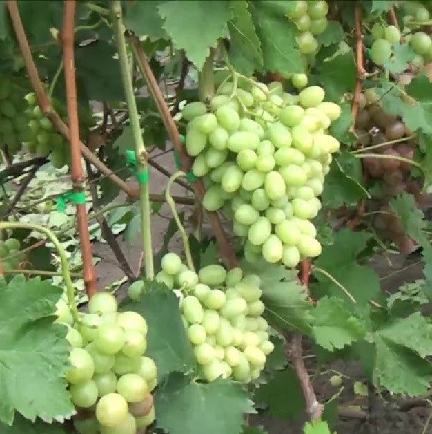 Саджанець винограду Бриз