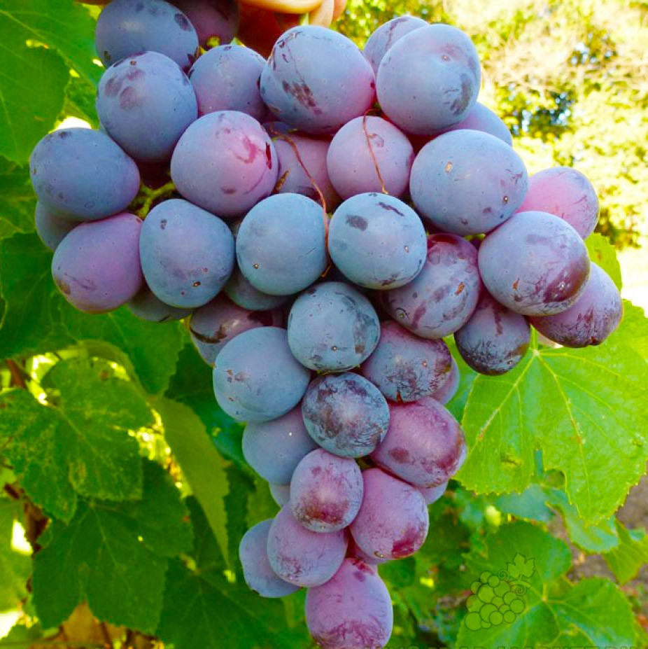 Саджанець винограду Блек Глоуб