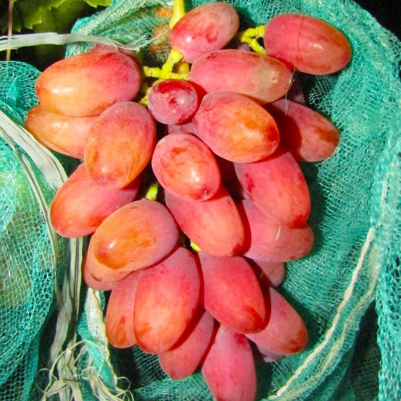 Саджанець винограду Богема мускат