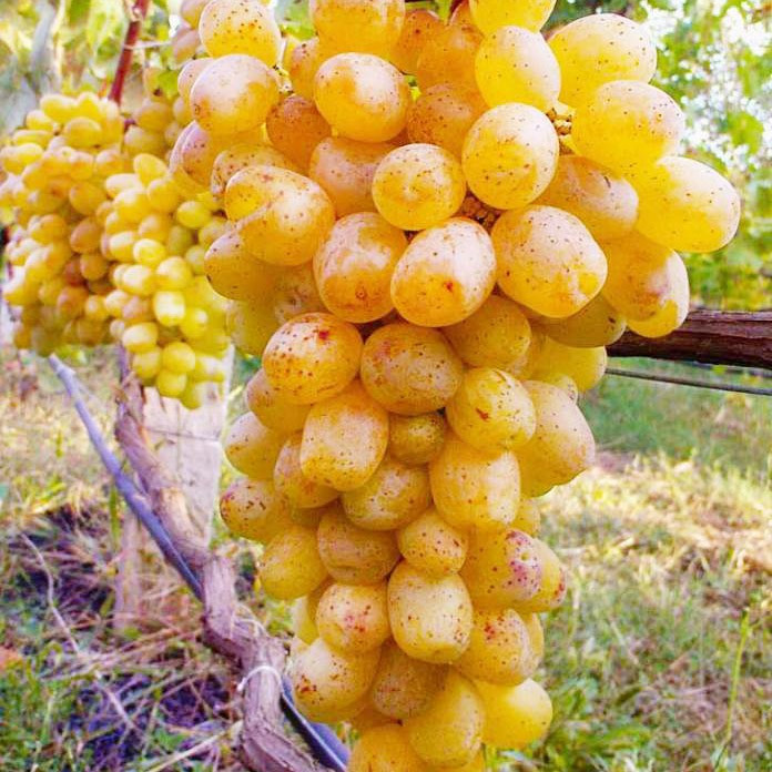 Саджанець винограду Валентина мускатний